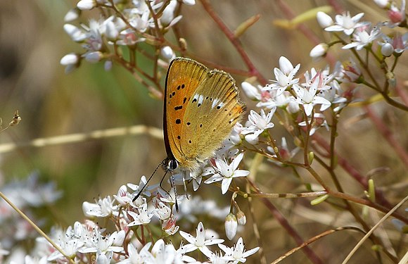 Scarce Copper butterfly feeding on pollen