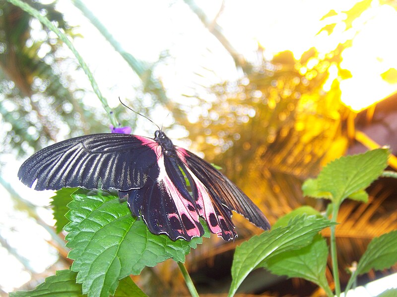 File:Scarlet Mormon (Papilio rumanzovia).jpg