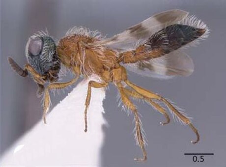 Scelioninae