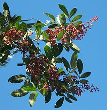 Schinus terebinthifolius fruits.JPG