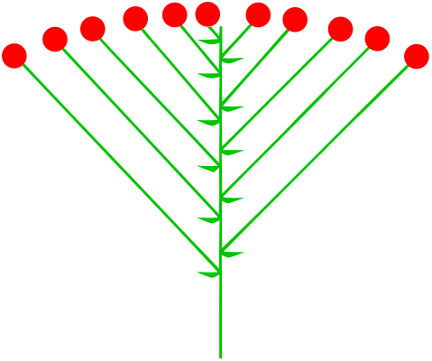 File:Schirmtraube (inflorescence).svg