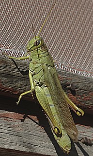 <i>Schistocerca shoshone</i> Species of grasshopper