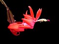 Schlumbergera