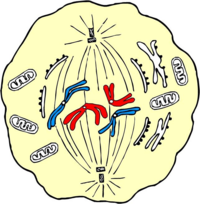 Schmetaphase.png