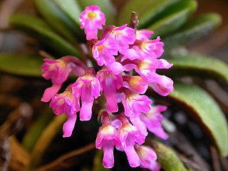 <i>Schoenorchis</i> Genus of orchids
