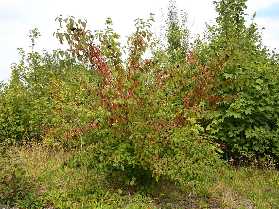 Cornus sanguinea