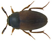 Sciodrepoides watsoni (Spence, 1815) mužjak (3476497617) .jpg