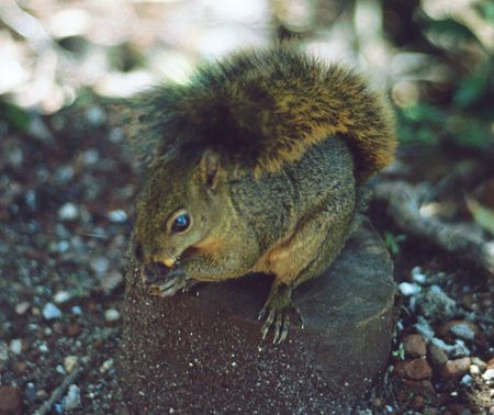 Sciuridae Poas1.jpg