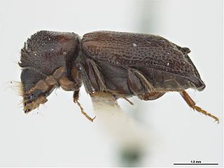 <i>Scobicia bidentata</i> Species of beetle