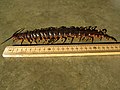 Scolopendra gigantea 1.jpg