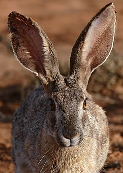 Scrub Hare (Lepus saxatilis) close-up (30544290256) (2).jpg