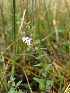 <i>Scutellaria minor</i> species of plant