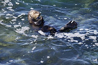 <span class="mw-page-title-main">Otter 841</span> Southern sea otter