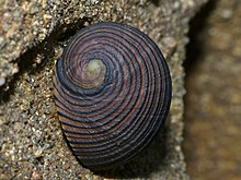 Dengiz salyangozi (Nerita balteata) (15120677234) .jpg