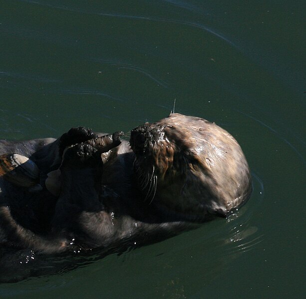 File:Sea otter with shells 3.jpg