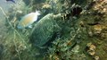 Fichier:Sea turtle at Koh Tao, Thailand.ogv