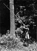 Semang schiesst einen Pfeil aus seinem doppelwandigen Blasrohr ab. Der Bambusköcher an seiner Seite enthält die stark vergifteten Pfeile. (Süden der halbinsel Siam) (9411043196).jpg