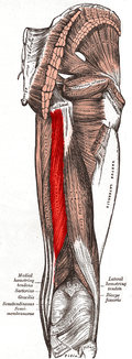 Musculus semitendinosus