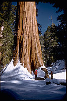 Sequoia and Kings Canyon National Parks SEKI2211.jpg