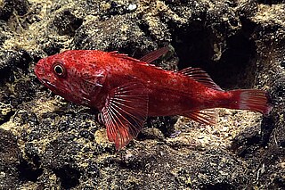 Channelled rockfish Genus of fishes