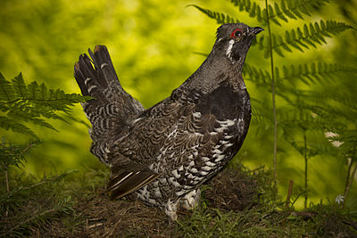 Male spruce grouse during mating season