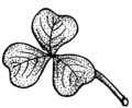 Shamrock (PSF).png