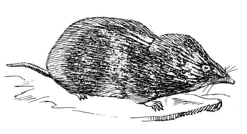 File:Shrew (PSF).png