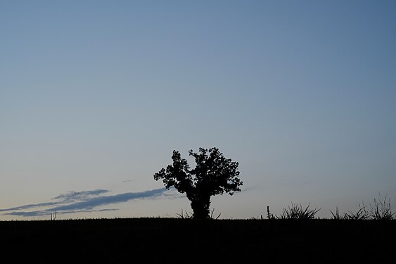 Shrub & grass at sunset