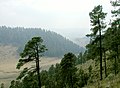 Bosque montañoso en Nuevo León.