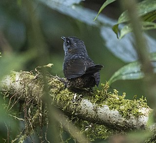 Silvery-fronted tapaculo Species of bird