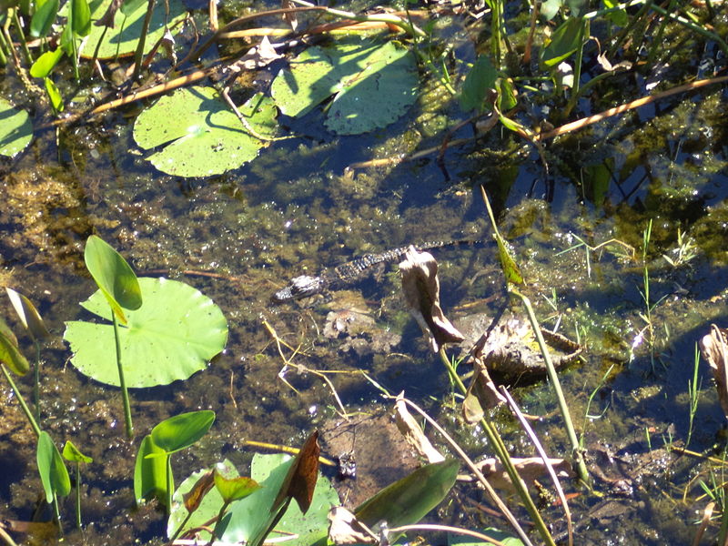 File:Small Alligator 4 at St Marks NWR.JPG