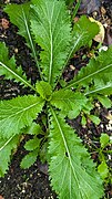 Brassica Juncea