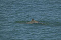 Australian snubfin dolphin