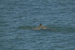 Australian snubfin dolphin