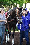 Songbird preparing for the Distaff.jpg