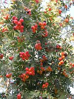 Sorbus domestica.JPG