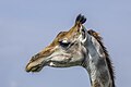 50 South African giraffe (Giraffa camelopardalis giraffa) head with oxpecker Kruger uploaded by Charlesjsharp, nominated by Charlesjsharp,  14,  0,  0