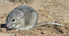 A living Neotoma micropus, or southern Plains woodrat Southern Plains Wood rat cropped.jpg