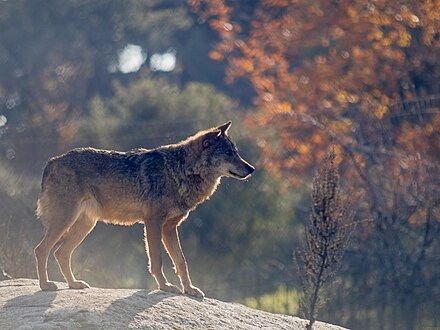 Wolf 2. Иберийский волк. Испанский волк. Волк 2l. Lobo порода.