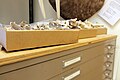 Specimen drawers and bones in mammalogy collection.jpg