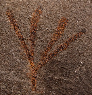 <i>Sphenobaiera</i> Form genus for fossil plant leaves