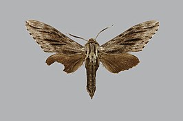 Sphinx crassistriga