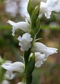 Spiranthes cernua