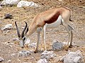 Commons:Springbok