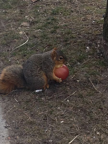 File:Squirrel with apple.jpg