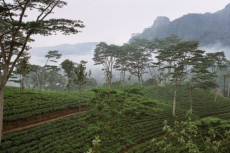 File:Sri Lanka-Tea plantation-02.jpg