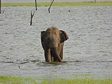 Éléphant sri-lankais.Category:ElephantsCategory:Unidentified Elephantidae