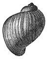 Stagnicola utahensis shell 3.jpg