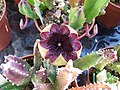 Stapelia gariepensis