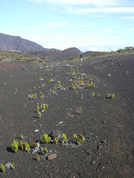 File:Starr-031001-2100-Pteridium aquilinum subsp decompositum-habit-Puu Mamane HNP-Maui (24376418600).jpg